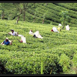 Cesta do Haputale a továrna na čaj – Srí Lanka
