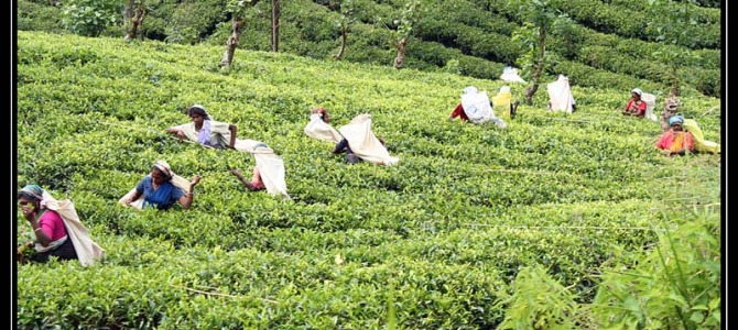 Cesta do Haputale a továrna na čaj – Srí Lanka