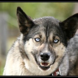 Pozorujeme psy Husky v Denali a přespáváme u Talkeetny – cestopis Aljaška den XI.