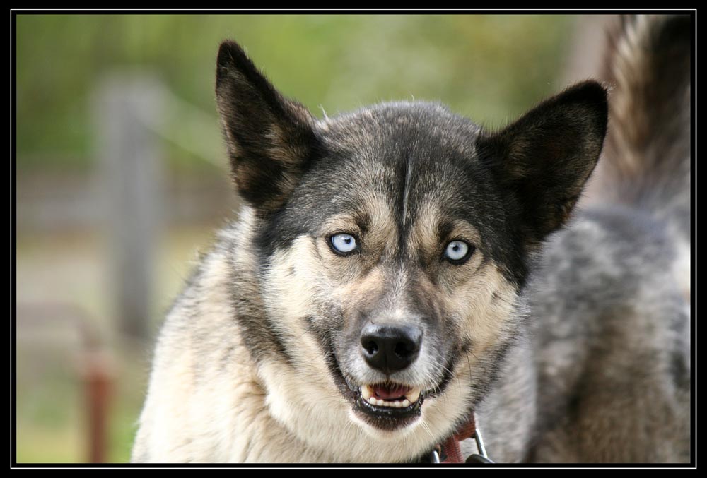 Pozorujeme psy Husky v Denali a přespáváme u Talkeetny – cestopis Aljaška den XI.